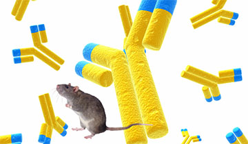 Rat Monoclonal Antibody Production
