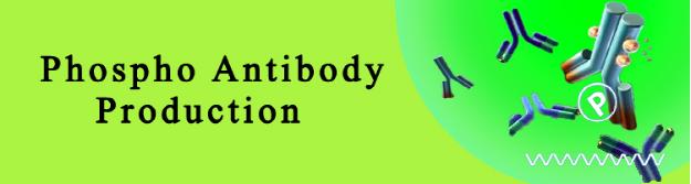 Phospho Antibody Production